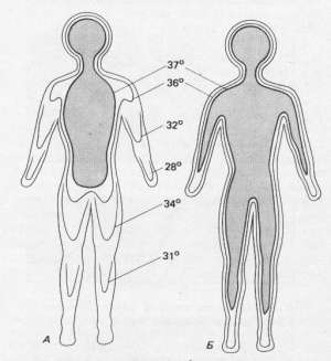 Рис. 7. Температура различных областей тела человека в условиях холода (А) и тепла (Б). Затемненная область – «ядро» тела